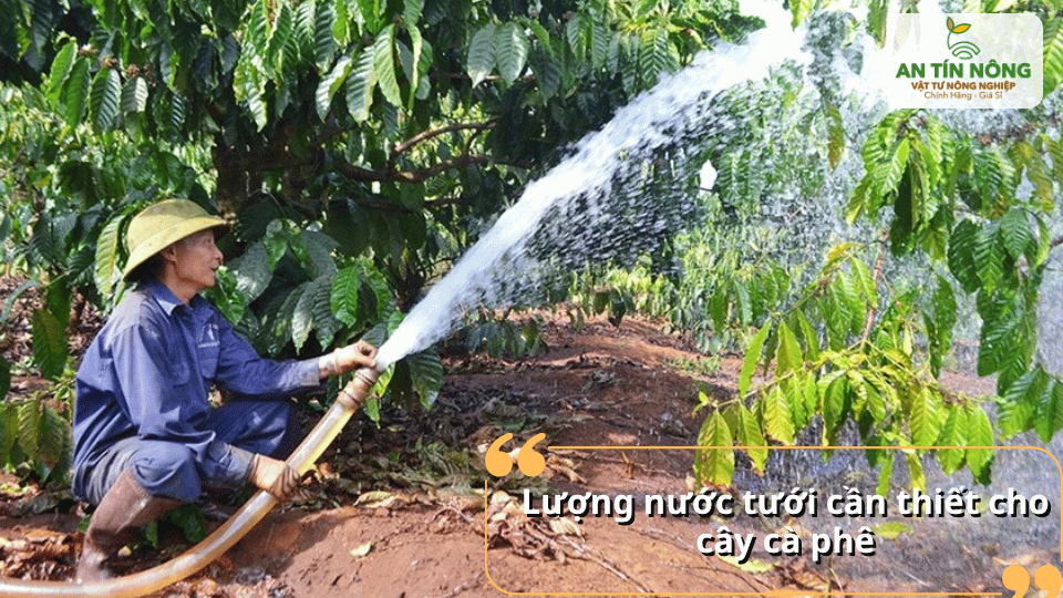 Cung cấp lượng nước phù hợp theo tuổi cây, loại đất và thời tiết để rễ phát triển khỏe mạnh.