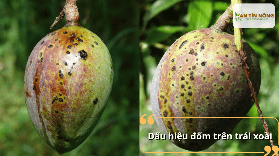 Trái xoài bị đốm đen và thâm vỏ do bệnh đốm lá lây lan sang quả