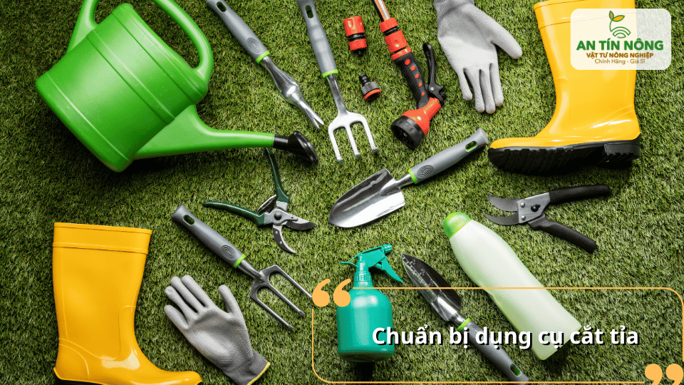 Chuẩn bị kéo cắt cành sắc bén, găng tay, thuốc sát khuẩn và dụng cụ bảo hộ để thao tác an toàn, chính xác.