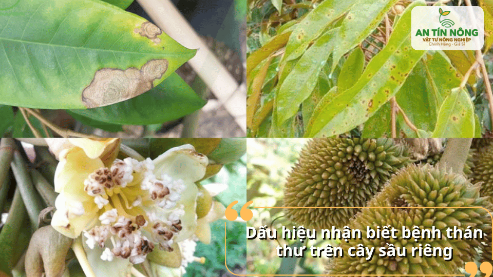 Lá xuất hiện đốm nâu cháy mép, đọt non khô, hoa thâm đen và trái non dễ bị rụng hàng loạt.