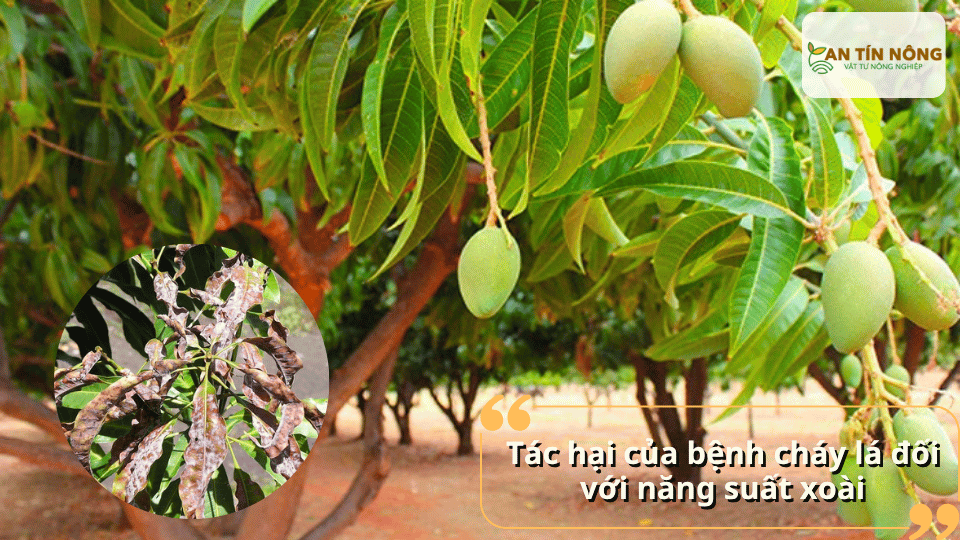 Bệnh làm giảm diện tích lá quang hợp, cây suy yếu, rụng bông – rụng trái non, khiến năng suất và chất lượng trái giảm rõ rệt.