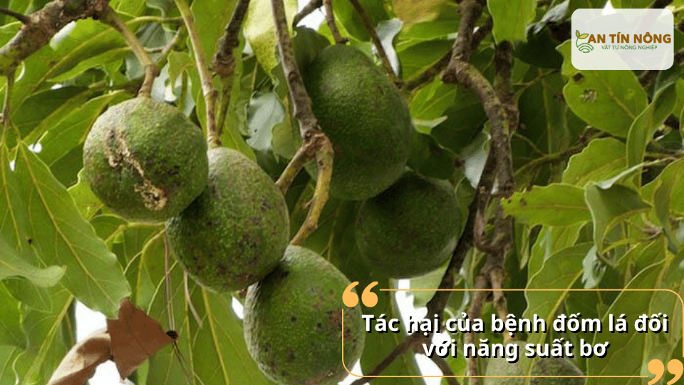 Bệnh làm giảm khả năng quang hợp, cây yếu, trái phát triển kém, dễ sượng và ảnh hưởng trực tiếp đến sản lượng thu hoạch.