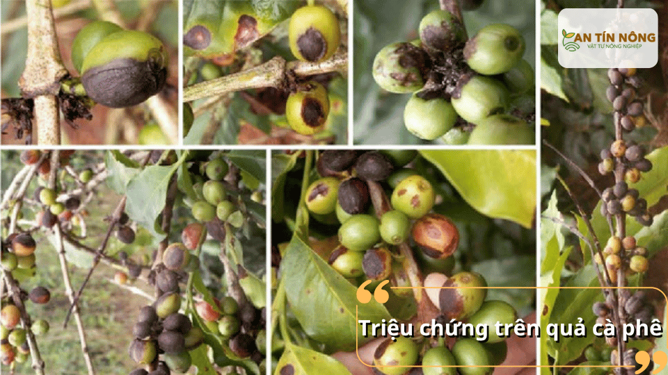 Quả xuất hiện đốm nâu đen, teo nhỏ, khô dần và bám chặt trên cành, ảnh hưởng trực tiếp đến chất lượng nhân.