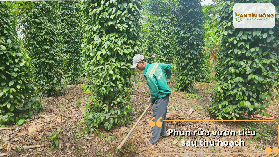 Rửa sạch bụi bẩn, tàn dư dịch hại trên thân lá giúp cây quang hợp tốt hơn và giảm áp lực sâu bệnh đầu vụ mới.