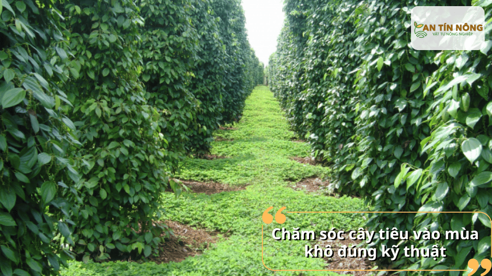 Kết hợp giữ ẩm gốc, làm cỏ sạch, che phủ đất và theo dõi sâu bệnh thường xuyên để cây luôn xanh khỏe suốt mùa nắng.