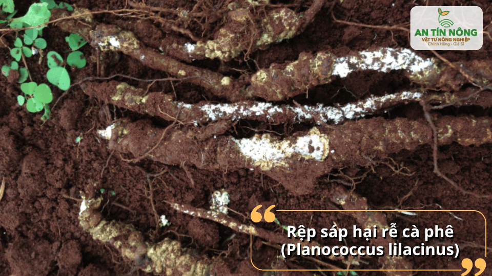 Rệp sáp dưới rễ gây cây còi cọc, lá vàng, bộ rễ suy yếu và giảm khả năng hấp thu dinh dưỡng.