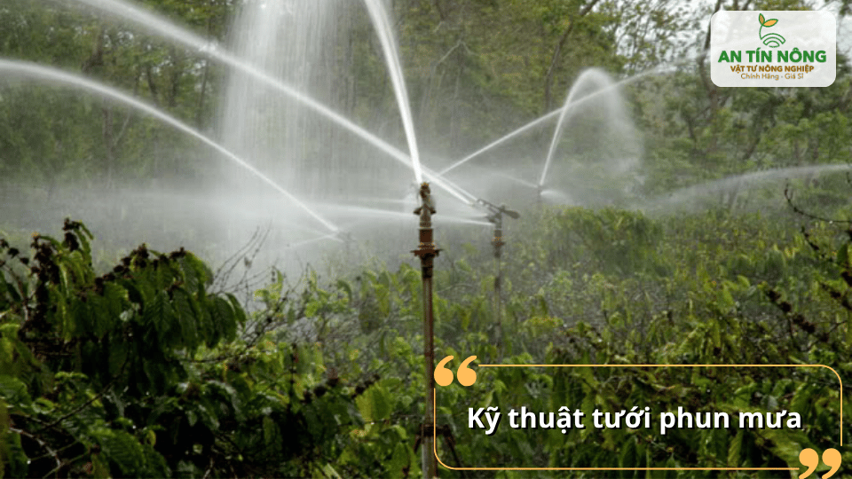Tưới phun mưa giúp phân bố nước đều, làm mát tán cây và phù hợp với vườn cà phê diện tích lớn.