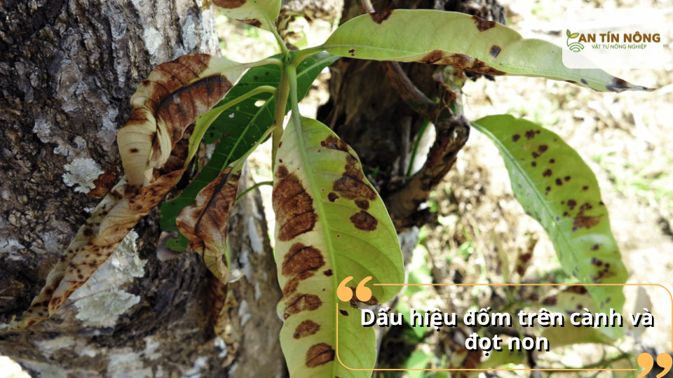 Lá và đọt non xoài xuất hiện vết đốm nâu khô do bệnh đốm lá phát triển mạnh