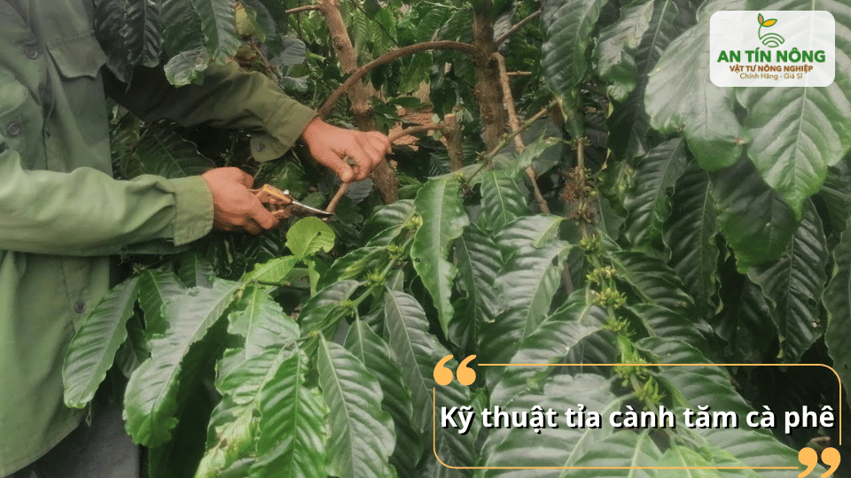 Cắt sát gốc những cành nhỏ yếu, cành mọc trong tán hoặc bị sâu bệnh để giữ bộ khung cây thông thoáng.