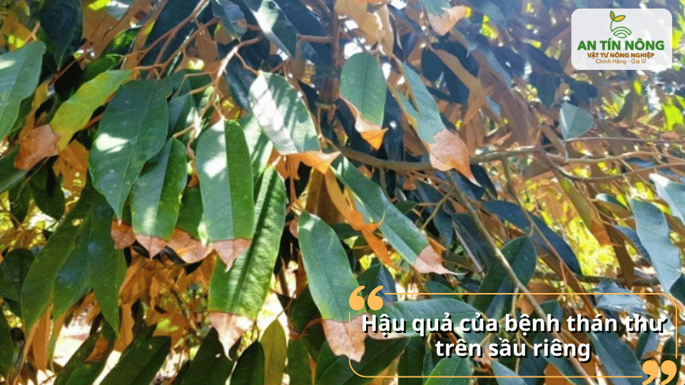 Nếu không xử lý sớm, cây suy yếu, giảm đậu trái, rụng trái non và có thể thất thu nghiêm trọng trong mùa vụ.