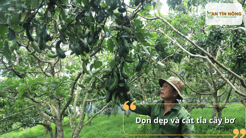 Loại bỏ cành lá bệnh, tạo tán thông thoáng là bước quan trọng giúp giảm nguồn nấm bệnh và hạn chế lây lan trong vườn.