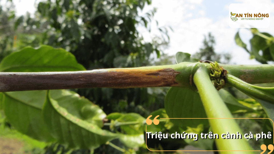 Cành bị thâm nâu hoặc đen, phần mô khô lại, lá héo và cành mang quả có thể chết khô từ đầu cành vào trong.