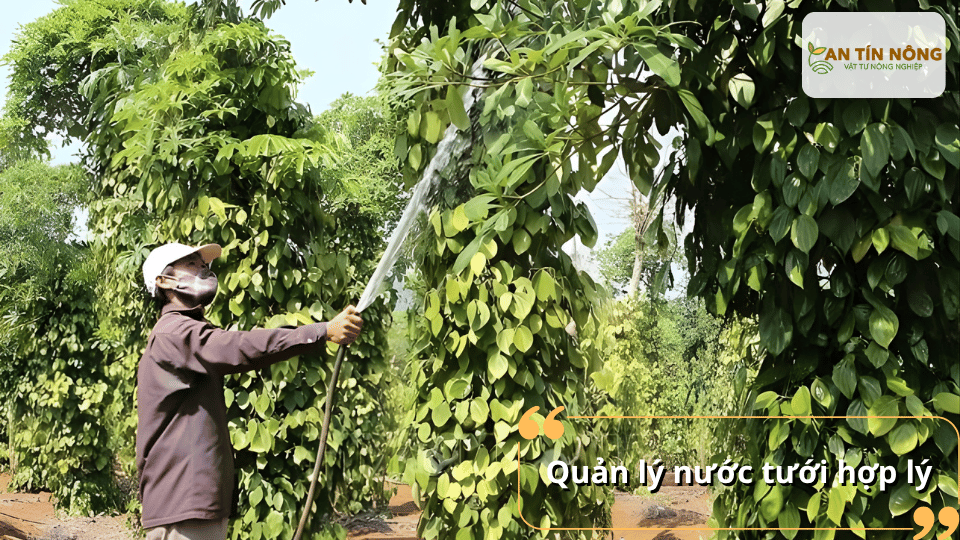 Duy trì độ ẩm vừa phải cho đất, tránh úng gốc hoặc khô hạn kéo dài để bộ rễ phục hồi nhanh và phát triển mạnh.