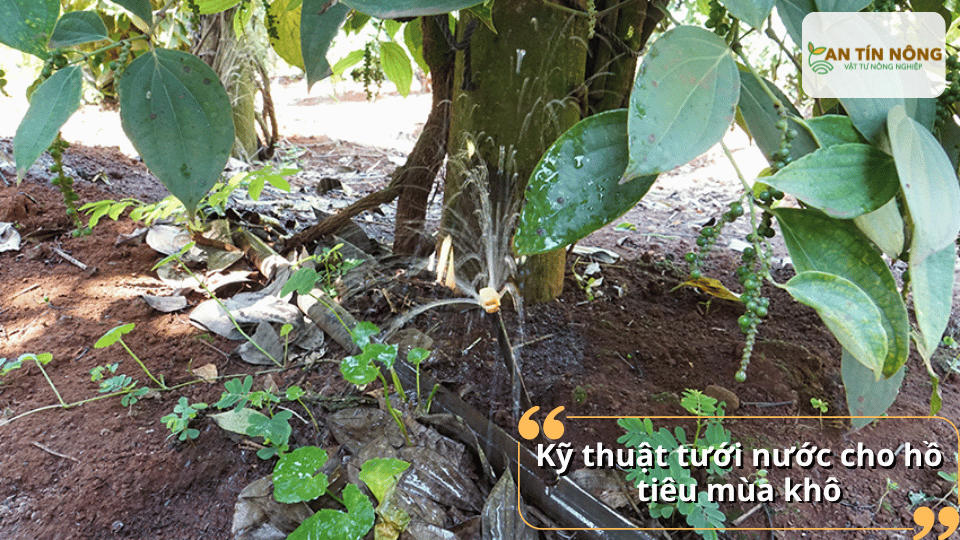 Tưới đúng thời điểm, đủ lượng nước và tập trung quanh vùng rễ giúp cây hấp thu tốt, hạn chế sốc nhiệt và tiết kiệm nước.