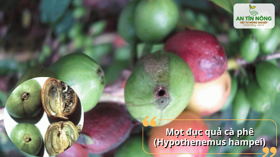 Mọt đục quả gây lép nhân, giảm chất lượng hạt và làm thất thoát năng suất đáng kể.