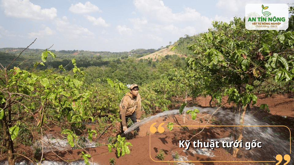 Tưới trực tiếp quanh vùng rễ giúp cây hấp thu nước tập trung, tiết kiệm hơn so với tưới tràn.