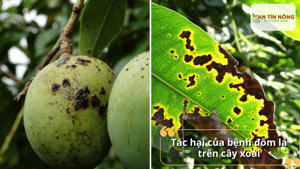 Bệnh đốm lá trên cây xoài gây cháy lá thối quả và làm giảm năng suất thu hoạch