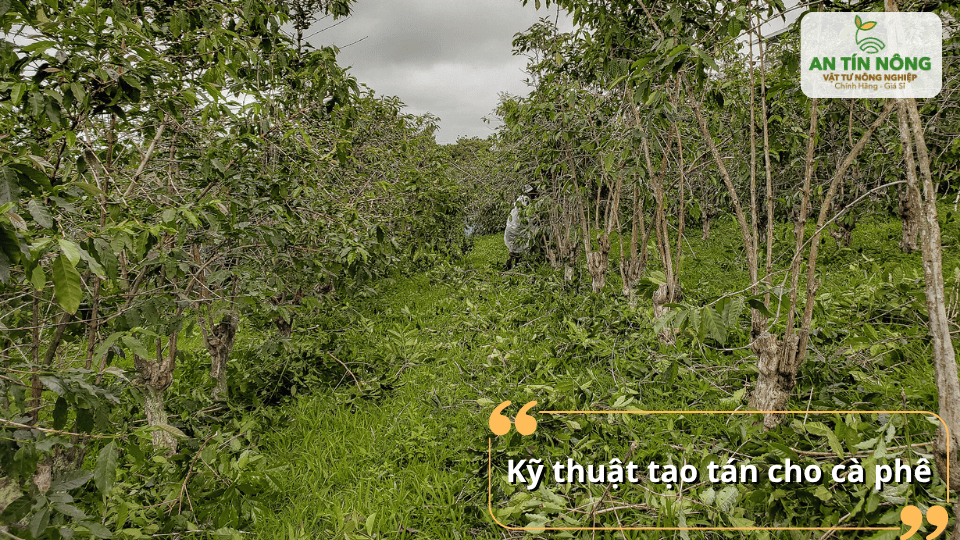 Kết hợp tạo tán sau khi tỉa giúp ánh sáng phân bố đều, cành thứ cấp phát triển mạnh và dễ chăm sóc.