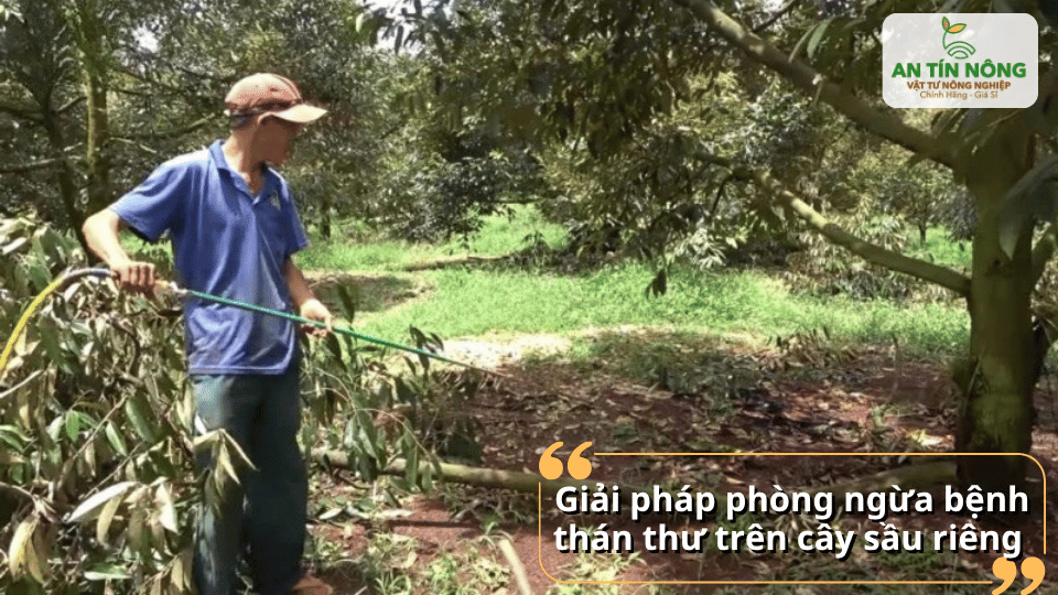 Tỉa cành tạo tán, vệ sinh vườn, thoát nước tốt và phun phòng nấm định kỳ giúp hạn chế bệnh hiệu quả.