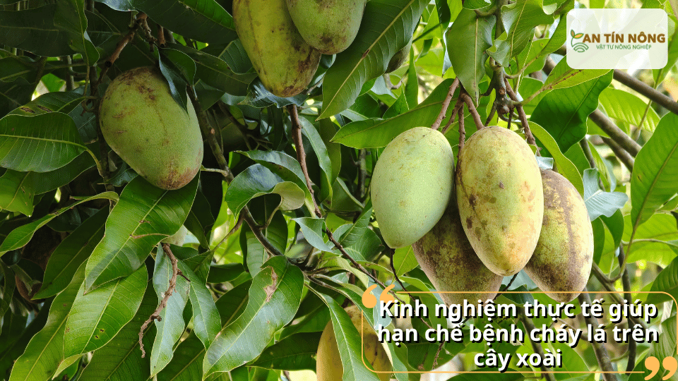 Tỉa cành tạo tán thông thoáng, bón thêm canxi – kali, tưới đúng lượng nước và kiểm tra lá thường xuyên để xử lý ngay từ sớm.