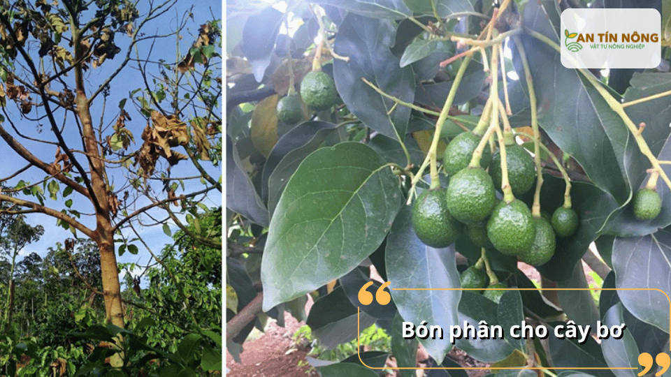 Bổ sung phân hữu cơ, kali, canxi và vi lượng giúp cây tăng sức đề kháng, phục hồi lá nhanh và hạn chế bệnh tái phát.