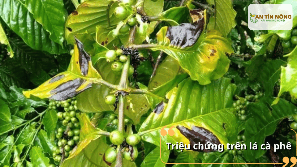 Lá xuất hiện vết cháy đen, loang rộng từ mép lá hoặc gân lá, khiến lá vàng và rụng sớm khi bệnh nặng.