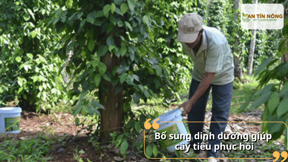 Ưu tiên phân hữu cơ, humic, NPK cân đối kết hợp trung vi lượng để cây tái tạo lá mới, nuôi rễ khỏe và tăng sức đề kháng.