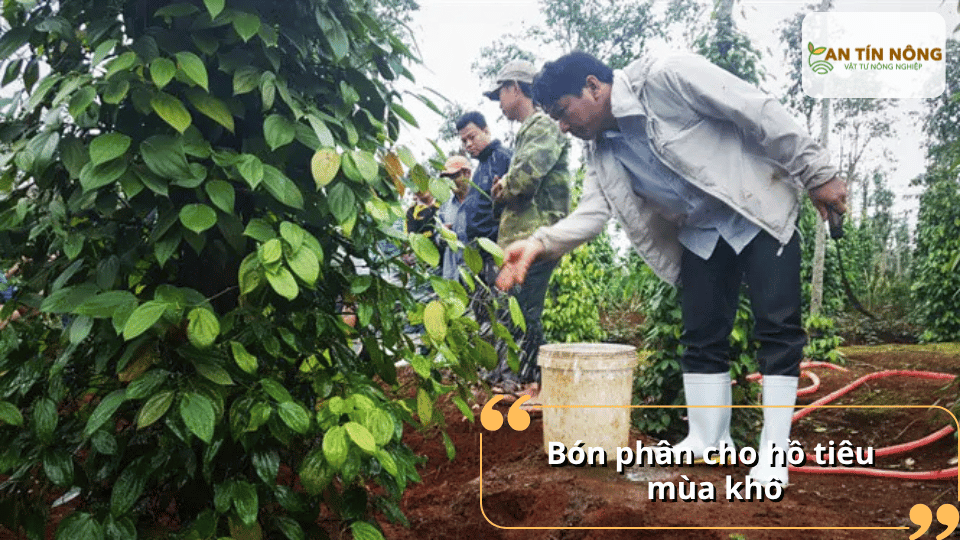 Ưu tiên phân hữu cơ, trung vi lượng và NPK cân đối giúp bộ rễ phục hồi, cây xanh lá và tăng sức chống chịu với nắng hạn.