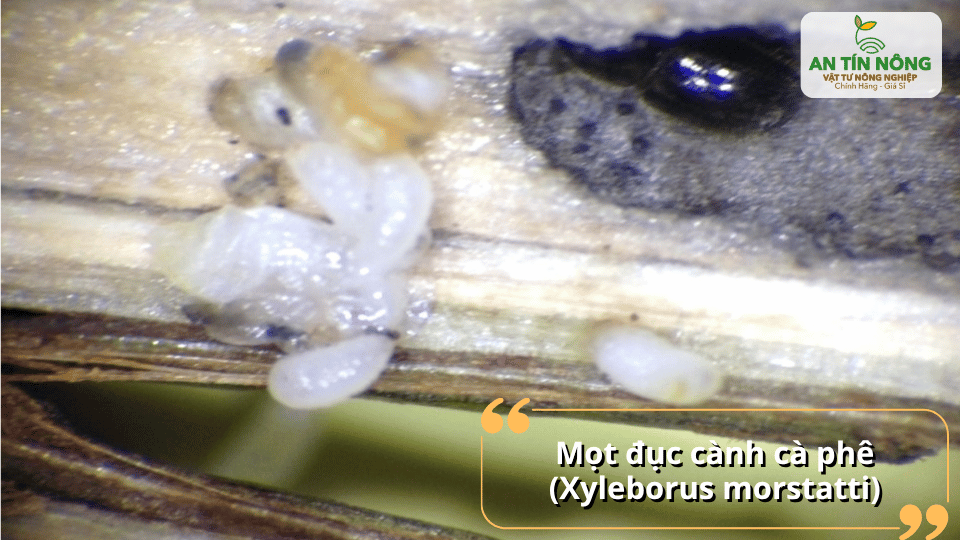 Mọt đục cành phá hoại mạch dẫn, làm cành khô dần và giảm khả năng mang trái.