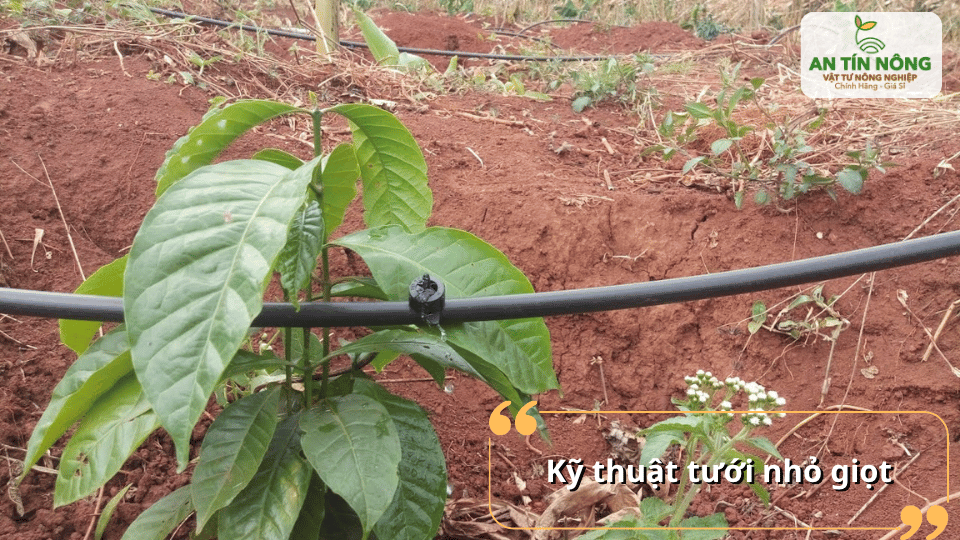 Hệ thống nhỏ giọt cung cấp nước chính xác đến vùng rễ, tiết kiệm nước và giảm công lao động.