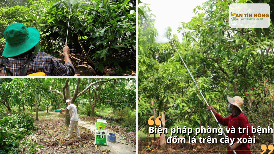 Phun thuốc phòng trị bệnh đốm lá cho vườn xoài kết hợp bón phân và vệ sinh vườn