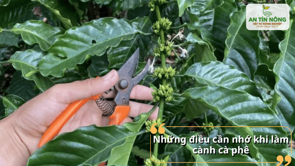 Không tỉa quá nhiều cùng lúc, luôn giữ lại cành khỏe và sát khuẩn kéo trước khi chuyển sang cây khác.