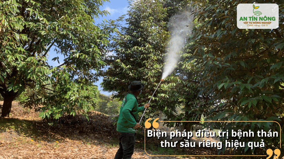 Khi cây đã nhiễm bệnh, cần cắt bỏ phần bệnh, kết hợp thuốc đặc trị nấm và bổ sung dinh dưỡng phục hồi cây