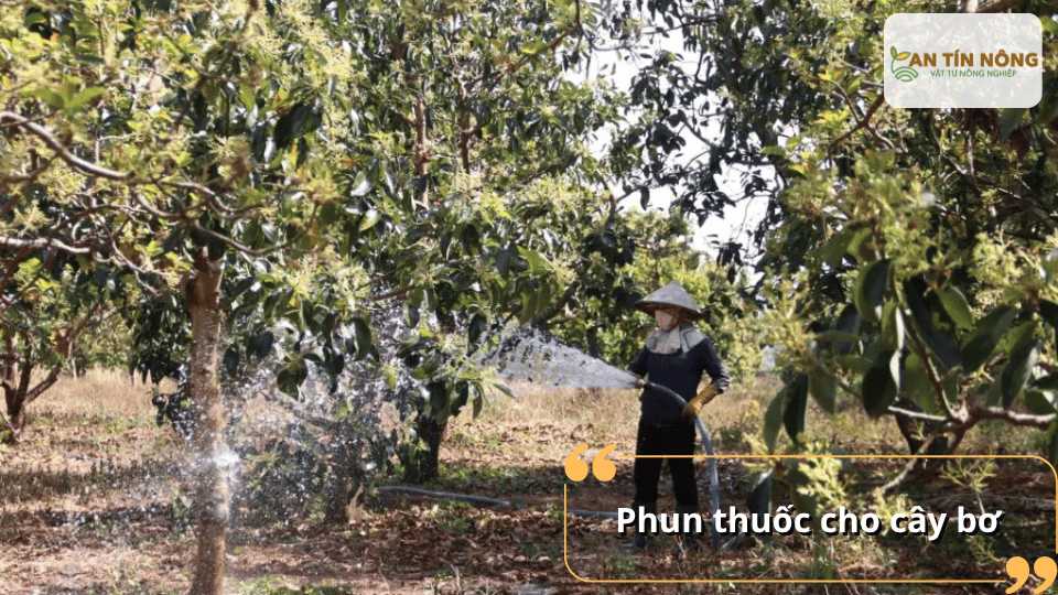 Khi bệnh chớm xuất hiện, nên sử dụng thuốc nấm phù hợp kết hợp phun đúng thời điểm để kiểm soát hiệu quả và tránh lây lan diện rộng.