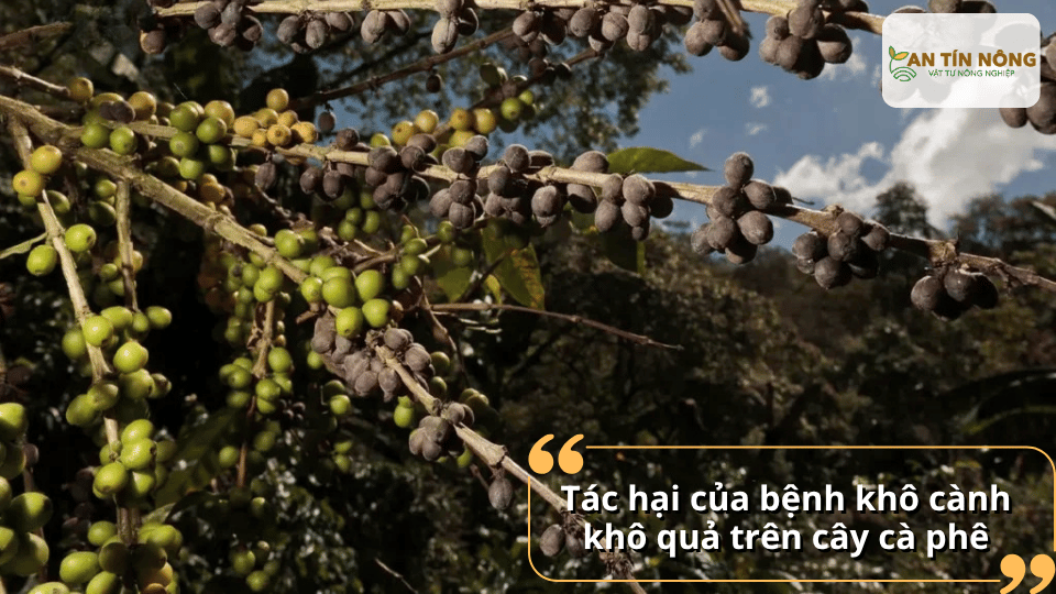 Bệnh làm giảm tỷ lệ đậu quả, giảm chất lượng hạt, suy kiệt cây và ảnh hưởng nghiêm trọng đến năng suất vụ sau.