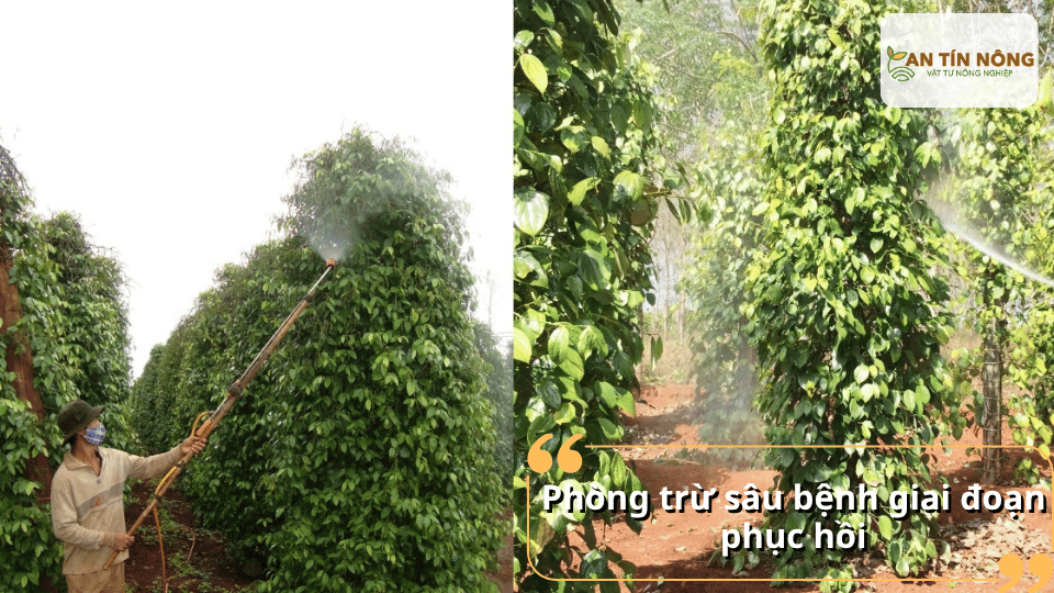 Theo dõi nấm bệnh ở rễ, tuyến trùng, rệp sáp và xử lý sớm để tránh cây suy yếu kéo dài sau thu hoạch.