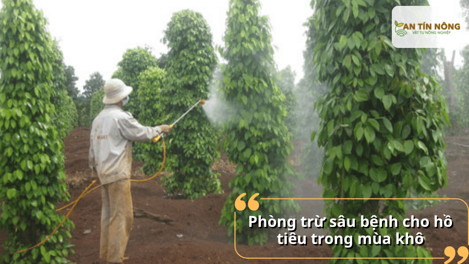 Mùa khô vẫn có nguy cơ phát sinh rệp sáp, nhện đỏ và nấm bệnh ở gốc. Kiểm tra thường xuyên để xử lý sớm, tránh lây lan.