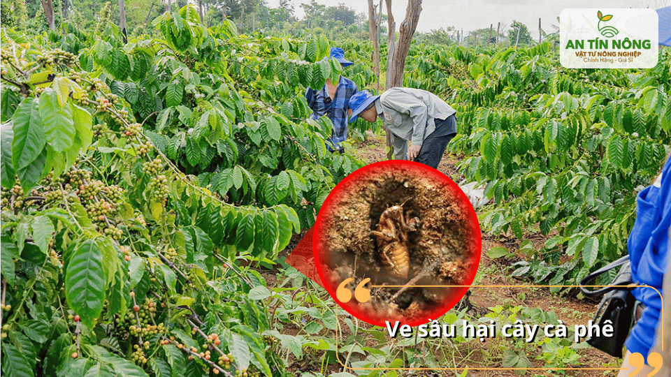 Ve sầu non chích hút ở rễ khiến cây sinh trưởng kém, lá vàng và giảm sức sống toàn cây.