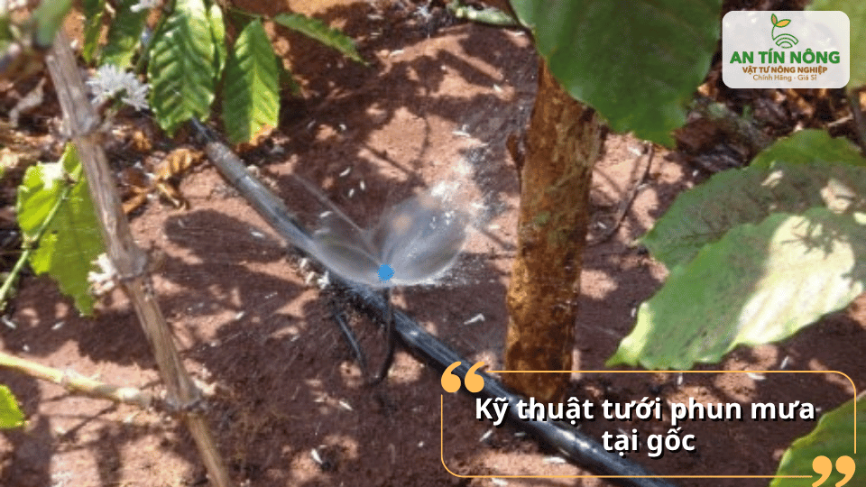 Phun mưa cục bộ tại gốc giúp giữ ẩm hiệu quả, phù hợp cho cây cà phê trong mùa nắng kéo dài.