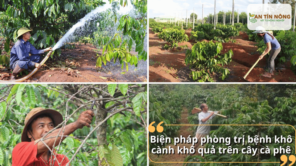Tỉa cành tạo tán, bón phân cân đối, vệ sinh vườn và sử dụng thuốc nấm đúng thời điểm là giải pháp kiểm soát bệnh tối ưu.