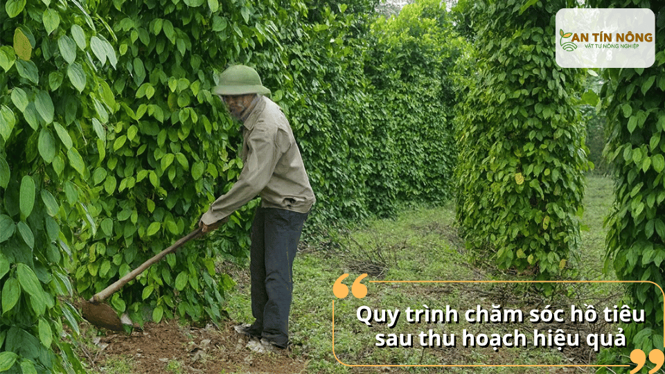 Thực hiện theo thứ tự: vệ sinh vườn → cắt tỉa → tưới nước → bón phân → phòng bệnh sẽ giúp cây phục hồi nhanh và đồng đều.