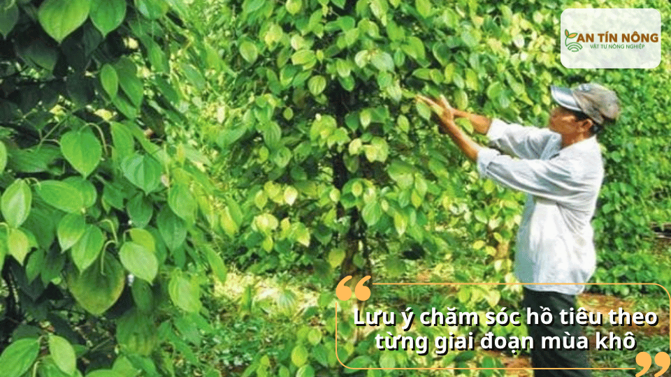 Tùy giai đoạn sinh trưởng, cây cần chế độ nước tưới và dinh dưỡng khác nhau để đảm bảo phát triển ổn định và ra hoa tốt.