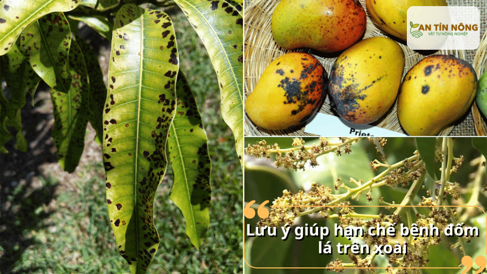 Lá hoa xoài và trái xoài bị đốm đen cần cắt tỉa và chăm sóc đúng cách để hạn chế bệnh