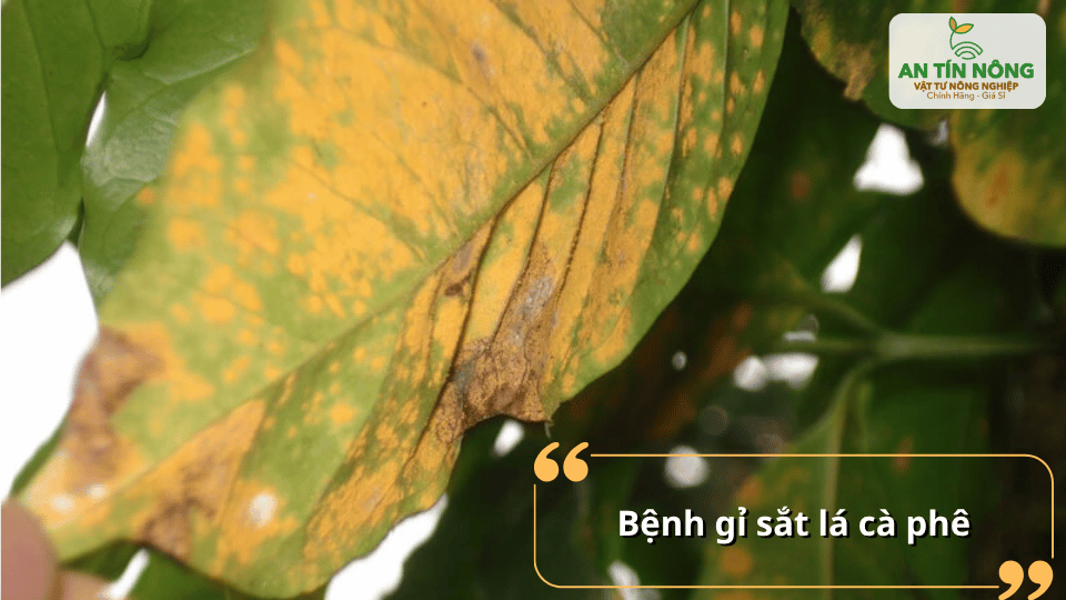 Gỉ sắt là bệnh phổ biến làm lá vàng rụng sớm, ảnh hưởng trực tiếp đến năng suất mùa vụ.