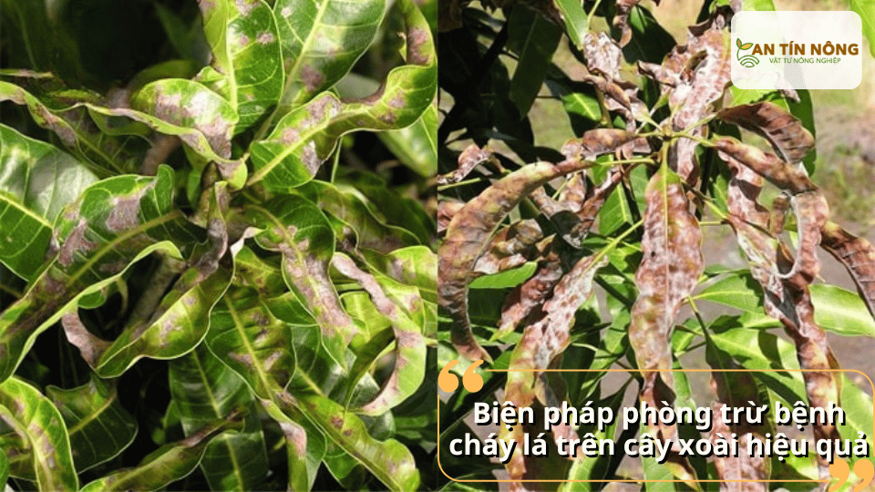 Cắt bỏ lá bệnh, vệ sinh vườn, bổ sung dinh dưỡng cân đối và phun thuốc đặc trị đúng thời điểm để ngăn bệnh lây lan.