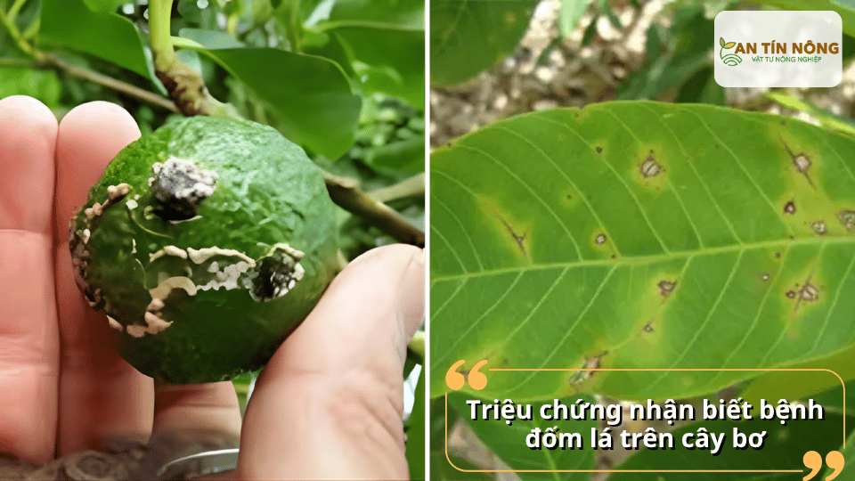 Lá xuất hiện chấm tròn màu nâu tím, có viền vàng, sau đó vết bệnh lan rộng khiến lá cháy, vàng và rụng sớm.