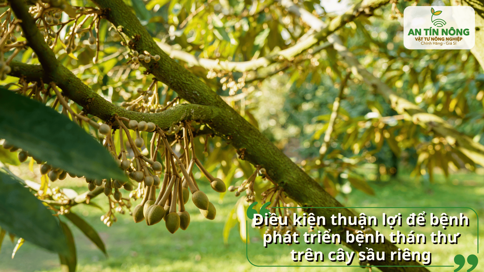 Bệnh thán thư thường bùng phát khi vườn thiếu thông thoáng, nước đọng nhiều và cây đang ra đọt non, trổ hoa.