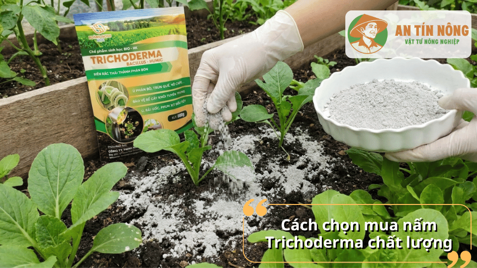 Cách chọn mua nấm Trichoderma chất lượng cho cây trồng