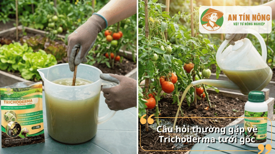 Giải đáp câu hỏi thường gặp về cách sử dụng Trichoderma tưới gốc cho rau và cây ăn trái.