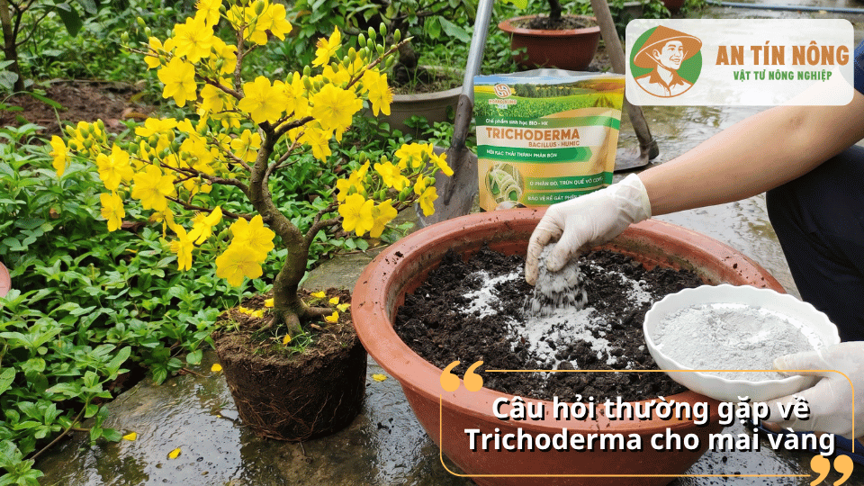 Giải đáp các câu hỏi thường gặp về Trichoderma cho mai vàng và cách sử dụng hiệu quả.